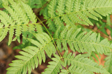 Fern close-up. Bright green fern leaves in sunny weather. Summer forest