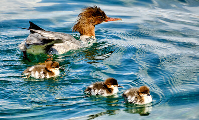 great crested grebe (Podiceps cristatus) foraging for food and its family of four chicks across...