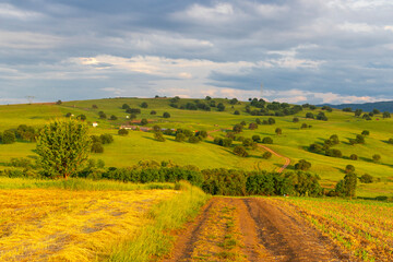 Obraz premium Rural landscape photography with grain fields and meadows, taken in the summer, on cloudy weather, at sunset. 