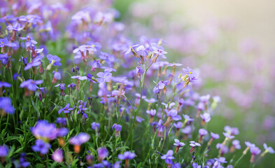 Purple violet flowers in nature. Close up purple flowers (Viola odorata, Sweet Violet, English Violet, Common Violet or Garden Violet) blooming in spring in wild meadow.