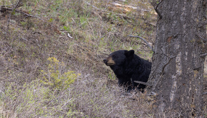 Black Bear in Yellowstone National Park Wyoming in Springtime