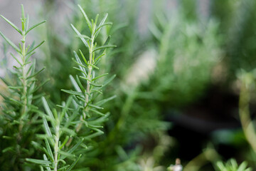 Fresh Rosemary Herb grow outdoor. Rosemary leaves Close-up. , Fresh Rosemary Herb grow outdoor