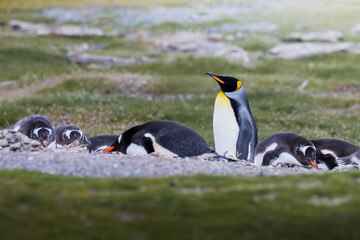 Kaiserpingiun in der Mitte von Magelanpinguinen