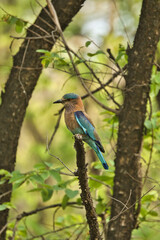 Indian roller bird or the blue jay sitting on the tree at Pench National Park. This can be used as a wallpaper