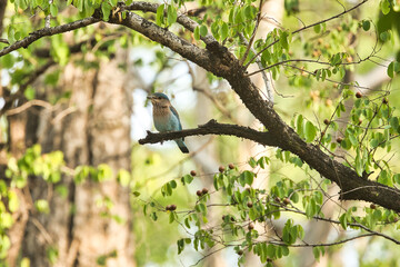 Indian roller bird or the blue jay sitting on the tree at Pench National Park. This can be used as a wallpaper