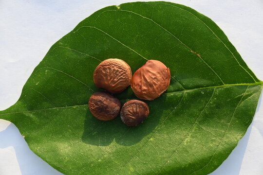 Millettia pinnata seed. It&nbsp;is a species of tree in the pea family Fabaceae. Its other names  Pongamia&nbsp;pinnata, Indian beech&nbsp;and&nbsp;Pongame oiltree. Oil is extracted from its seeds. Ayurvedic medicine.