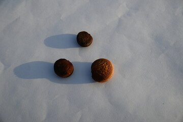 Millettia pinnata seed. It is a species of tree in the pea family Fabaceae. Its other names  Pongamia pinnata, Indian beech and Pongame oiltree. Oil is extracted from its seeds. Ayurvedic medicine.