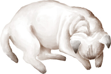 Lying dog top view watercolour illustration