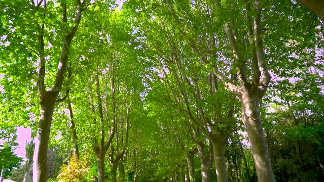Walking between the tops of large trees in a park, with a vegetal roof of green leaves and the sun's rays trying to cross it.