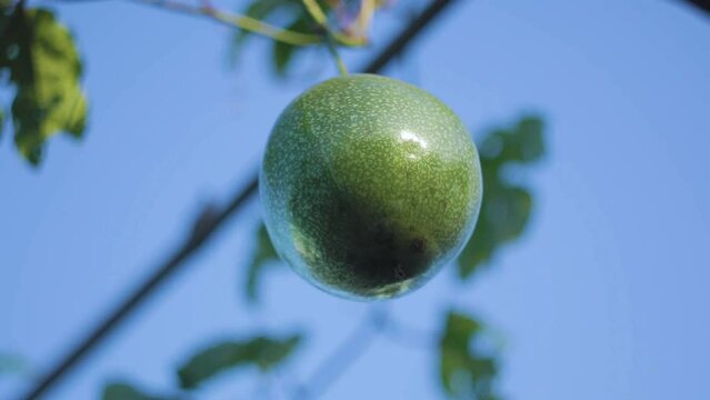 Fruta do Maracuj&aacute;, &Aacute;rvore, C&eacute;u Azul, Pendurada