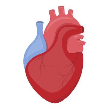 3d realistic human heart. Anatomically correct heart with venous system isolated on white background. Vector illustration.