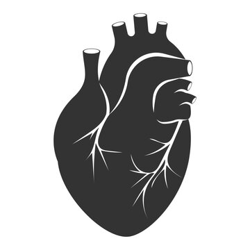 Human heart icon. Anatomically correct heart with venous system icon. Vector illustration.
