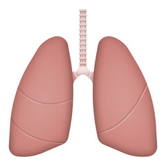 Realistic human lungs isolated on white background. Vector illustration.