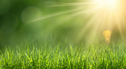 Obraz premium beautiful meadow with blur background