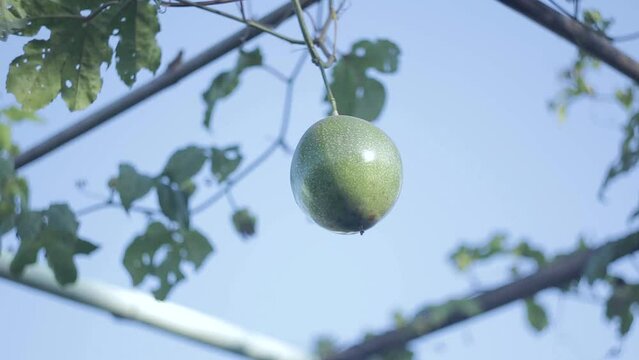 Fruta do Maracuj&aacute;, &Aacute;rvore, C&eacute;u Azul, Pendurada
