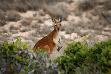 Kangaroo in Westaustralien II