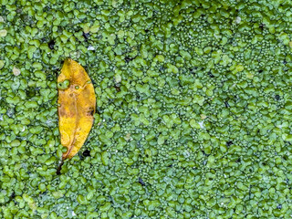Top view of duckweed on pond