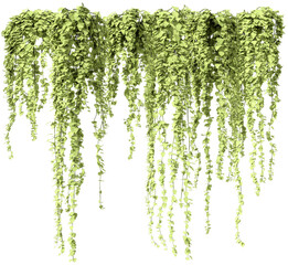 Fototapeta premium Creeper plant, climber plant, photorealistic 3D rendering with transparent background, for illustration, digital composition, architecture visualization