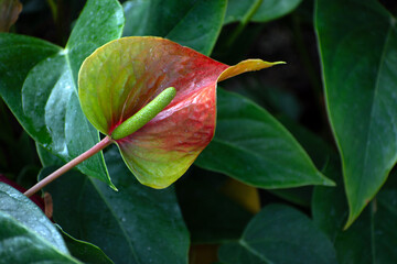 Close up of a large peace plant blossom.