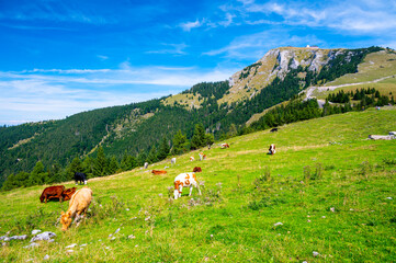 Fototapeta premium Cows on Alps meadow in Austria, near Schafberg hill. Cows are looking to lake in far.