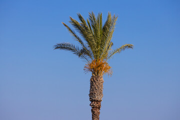 Palm tree against clear sky in Rhodes, Greece