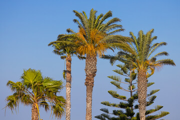 Palm trees against clear sky in Rhodes, Greece