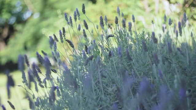 Lavanda, arbusto, flores, folhas, fundo ensolarado