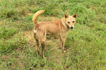 A closeup of a lost stray dog in the field on a sunny day
