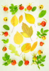  Composition of autumn colorful bright yellow leaves, red rowan berries and rose hips Isolated on a white background. Autumn concept. Top view, flat lay.	
