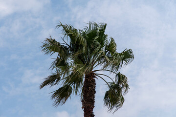 Fototapeta premium palm trees against blue sky in the wind
