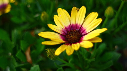 yellow flower