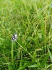 butterfly on the grass