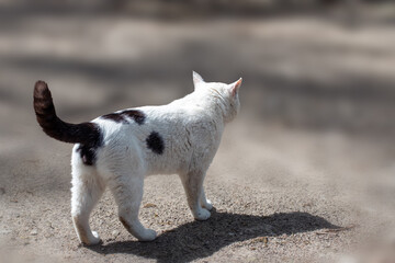 Feral, stray fluffy white and black cat walking outdoors with selective focus, blurred background,...