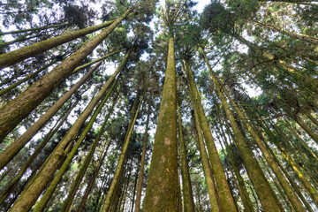 Bottom view of the forest