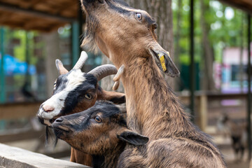 Colorful goats waiting for food near wooden fence in farm yard. Domestic animals breeding