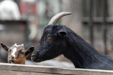 Obraz na płótnie Canvas Black goat head with horns close-up in farm yard with blurred background. Domestic animals breeding