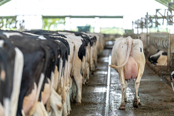 cows in a row while feeding on a modern farm, rear view