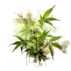 cannabis leaf, marijuana plant