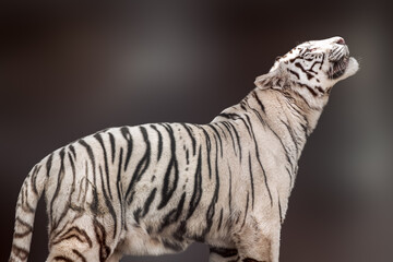 White tiger with black stripes standing and roaring in powerful pose. Side view with blurred...