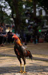A close up Thai Game chicken breed in the middle of the yard before the fight