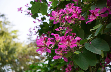 Background of blooming pink Hong Kong Orchids flower branch                        