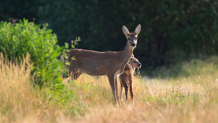 Rehmutter mit Kitzen am Feldrain