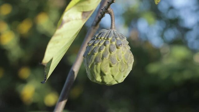 Atemoia, Custard Apple, Fruta da Nona, &Aacute;rvore, folha