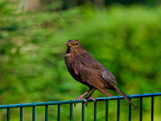 female blackbird looking at camera