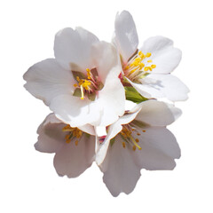 Close up apricot buds flower on tree isolated PNG photo with transparent background.