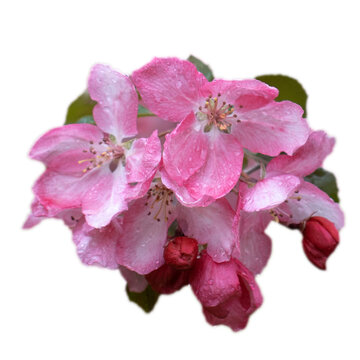 Close up pink apple buds flower on tree isolated PNG photo with transparent background.