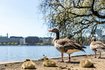 Pair of big greylag goose and many goslings lying sunbathing on pavement embankment in city park with Alster lake background in Hamburg. Wild bird family enjoy warm sun near pond on city street