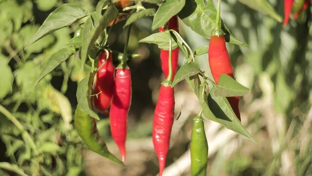 Pimenta dedo-de-mo&ccedil;a, vermelho, &aacute;rvore, folhas, frescas