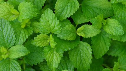 Fototapeta na wymiar Close up view of freshly grown small mint plants.