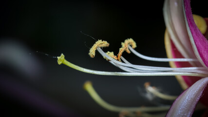 Close up view of pollen and stamen of HoneySuckle flower.